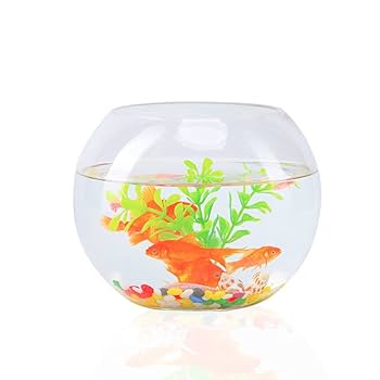 激レア！タカラガイ10個　博物館　コレクション　インテリア　置物　水槽　熱帯魚 激レア！タカラガイ10個 博物館 コレクション インテリア 置物